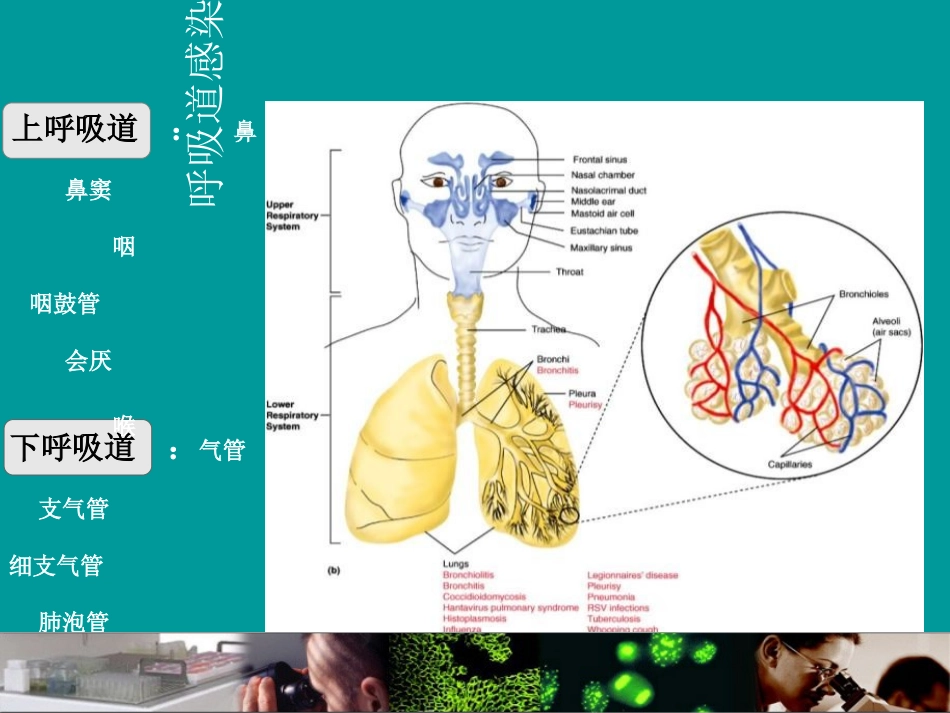 呼吸道病原体谱_第3页
