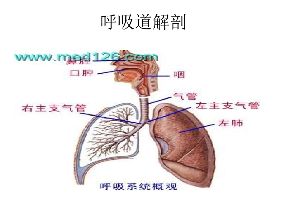 呼吸道异物及环甲膜穿刺_第3页