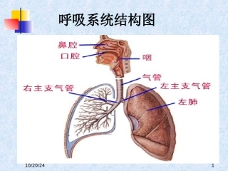 呼吸系统的用药课件