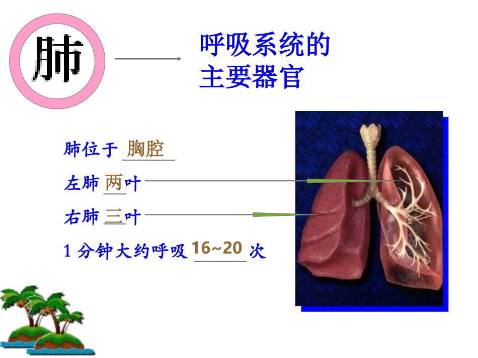 呼吸运动资料_第3页