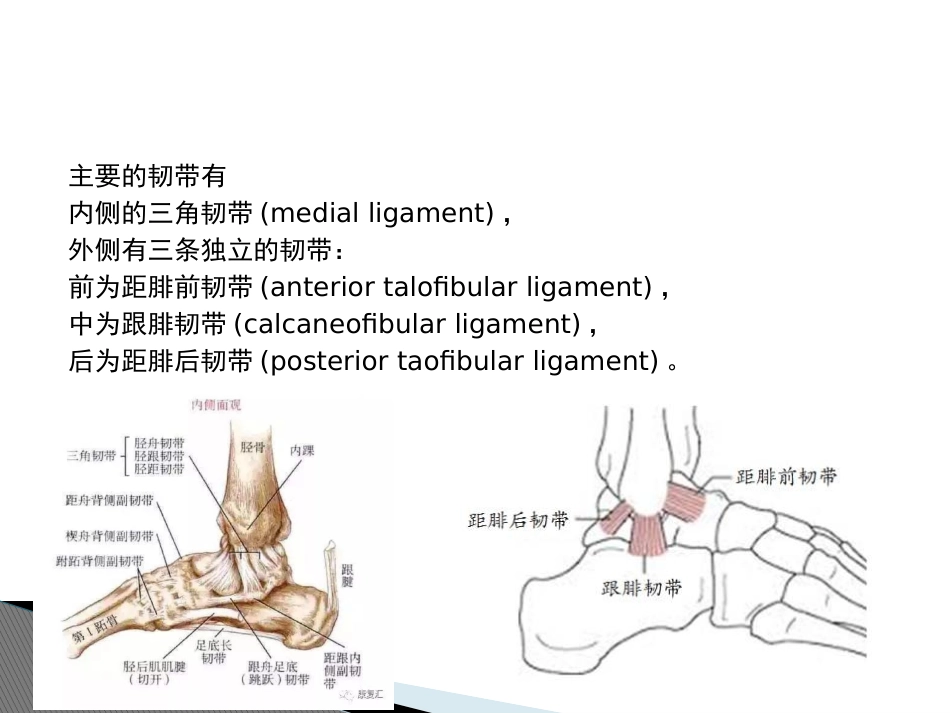 踝关节损伤和康复_第3页