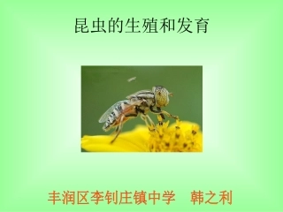 蝗虫的生殖和发育