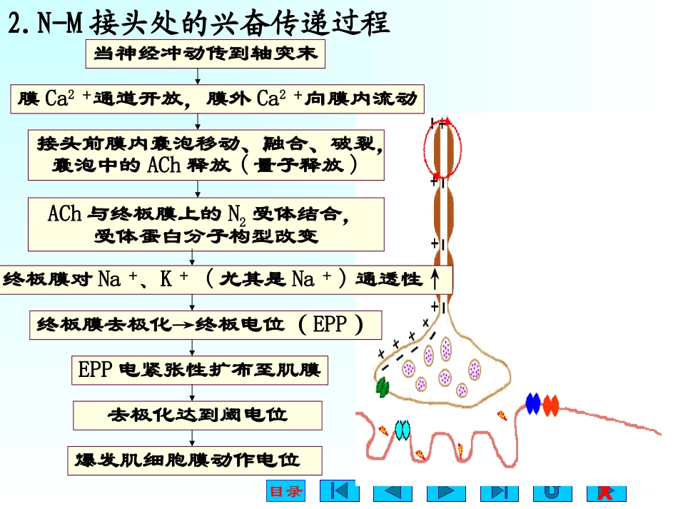 肌肉细胞的收缩机制_第3页