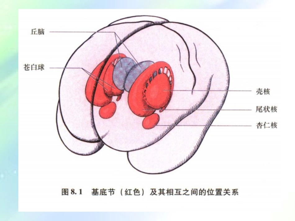 基底节区及内囊_第2页