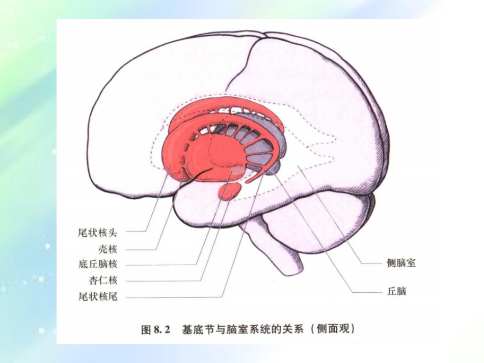 基底节区及内囊_第3页