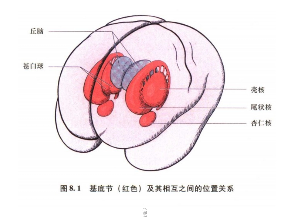 基底节区及内囊课件_第2页