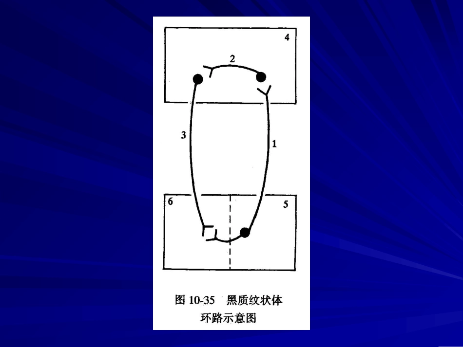 基底神经节功能_第3页
