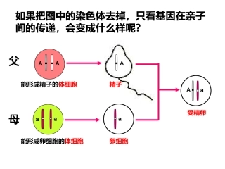基因的显性和隐性