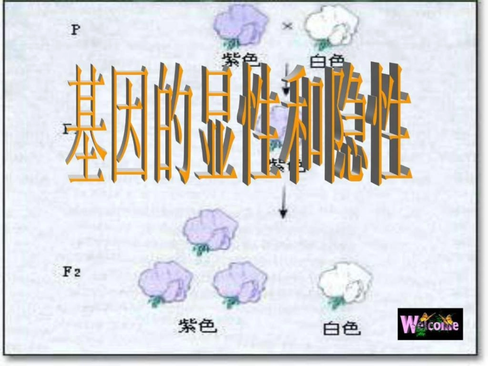 基因的显性和隐性课件图文_第3页
