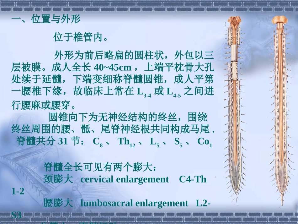 脊髓疾病的诊疗和查体_第3页