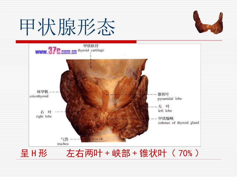 甲状腺肿瘤患者护理_第3页