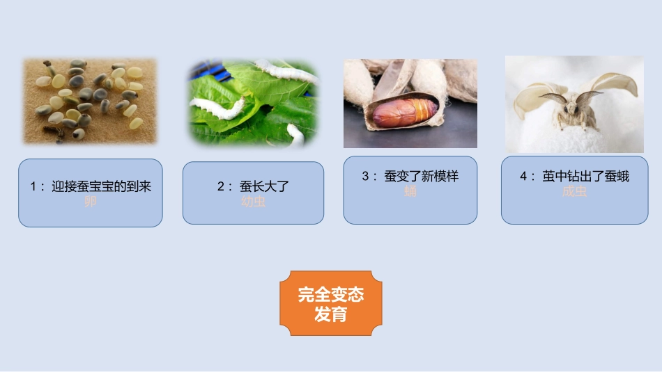 茧中钻出了蚕蛾_第2页