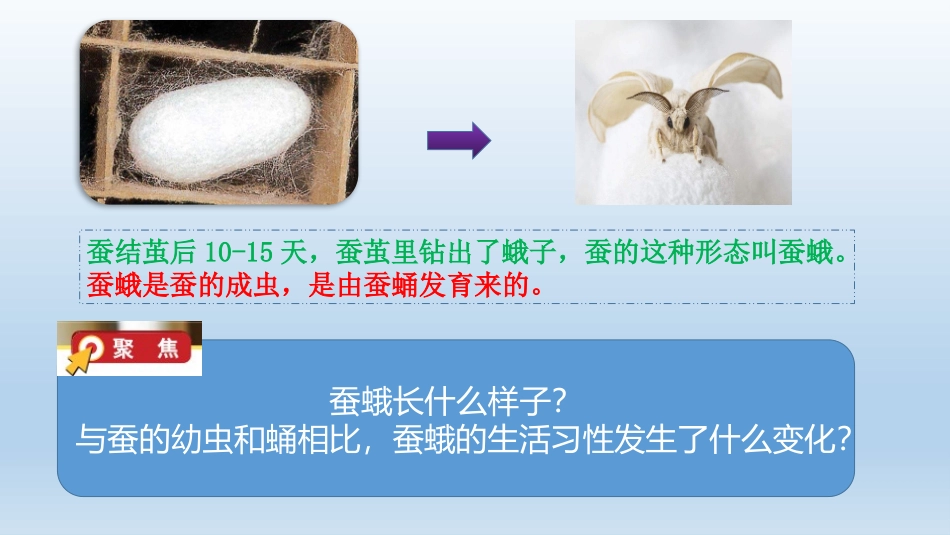 茧中钻出了蚕蛾_第3页