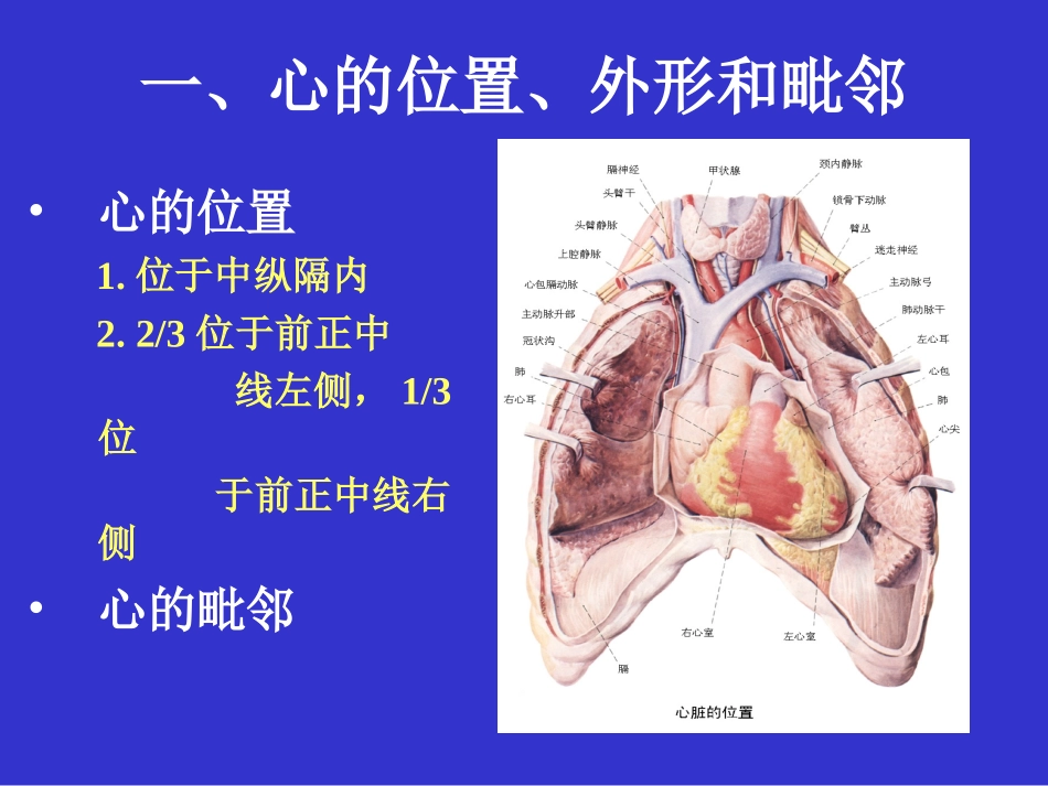 解剖学课件心脏_第3页