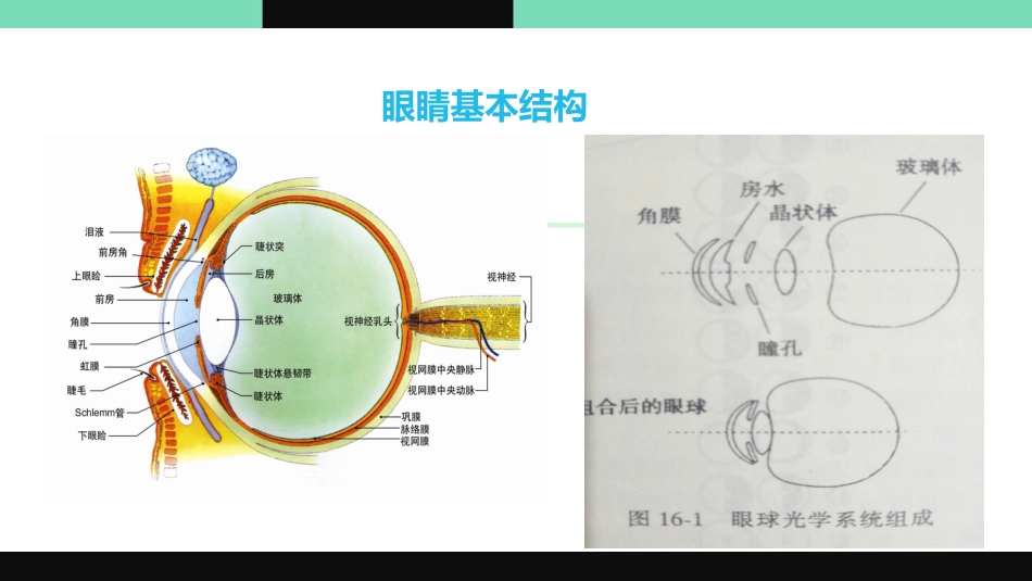 近视的预测机制_第3页