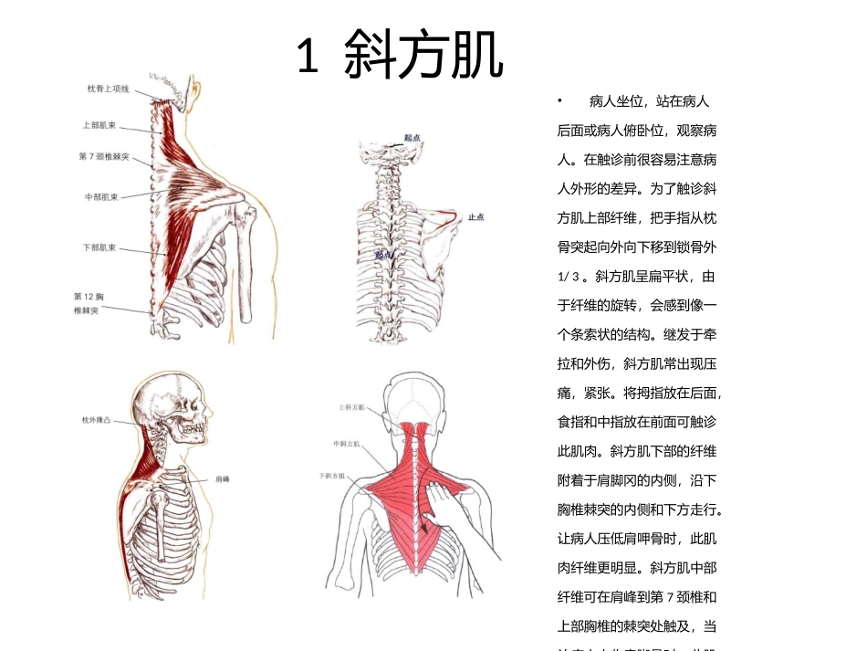 颈肩部肌肉触诊_第2页