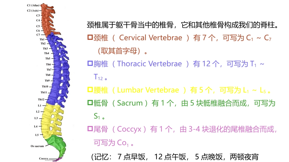 颈椎的功能解剖_第2页