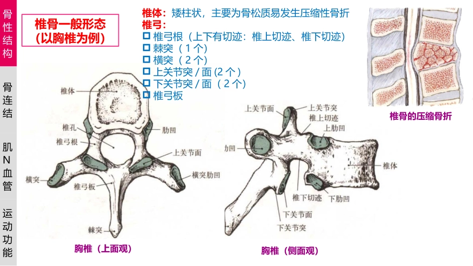 颈椎的功能解剖_第3页