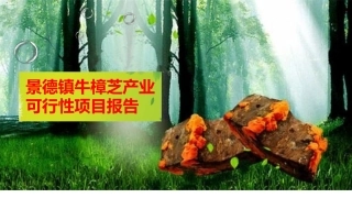景德镇牛樟芝产业可行性项目报告