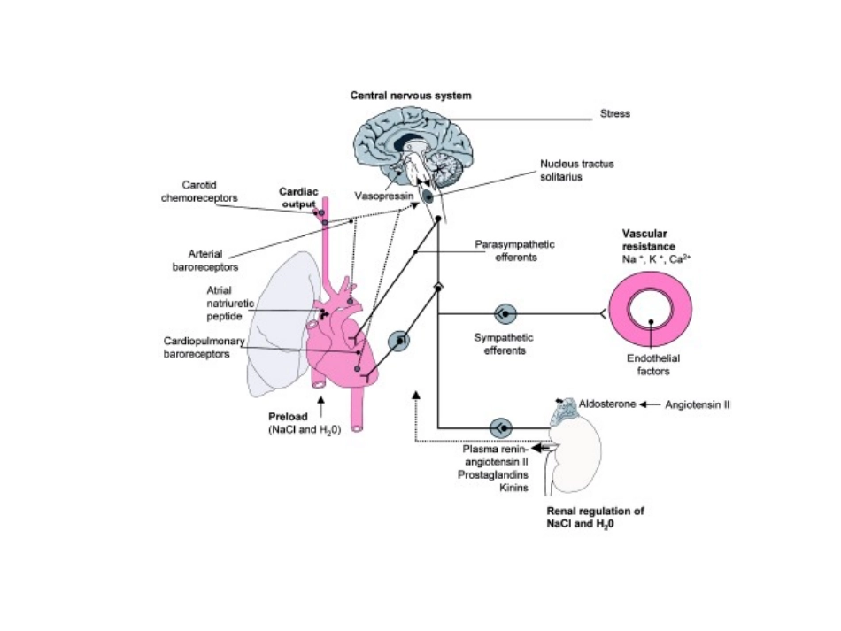 抗高血压药物_第3页