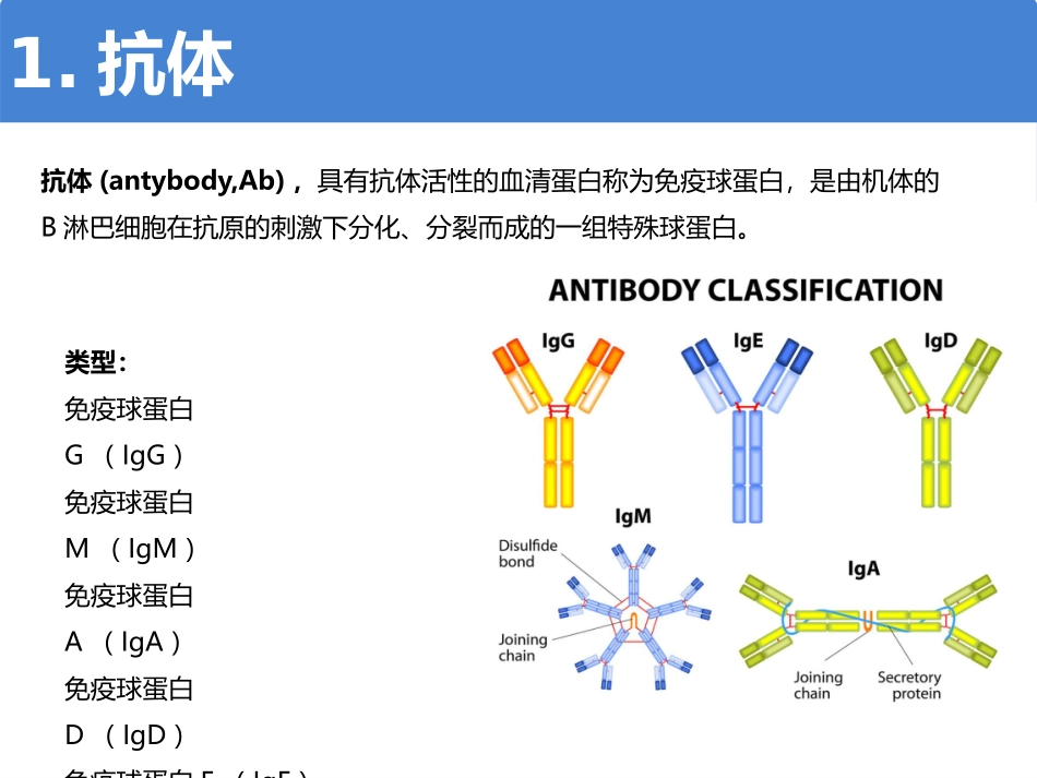 抗体类型和特点基础知识_第2页