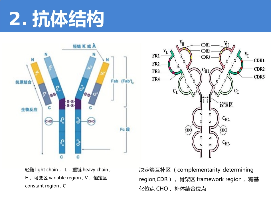 抗体类型和特点基础知识_第3页