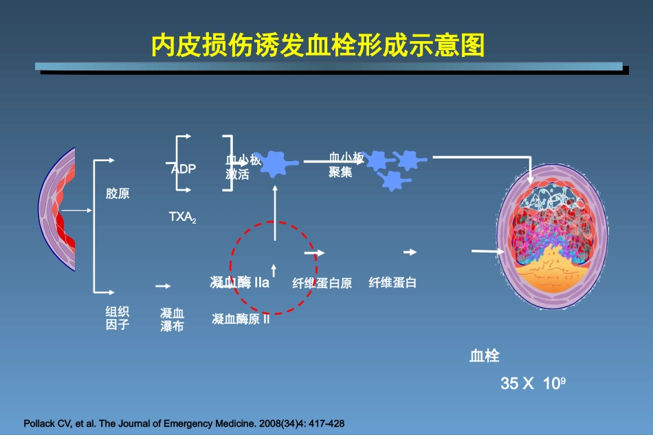 抗血小板药物_第3页