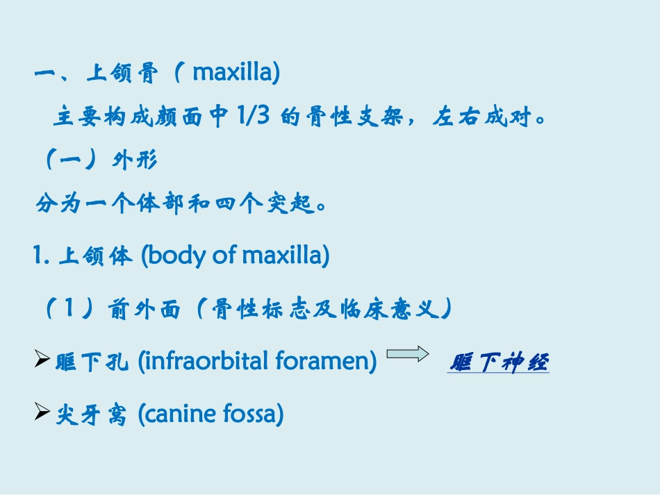 口腔颌面部骨_第3页