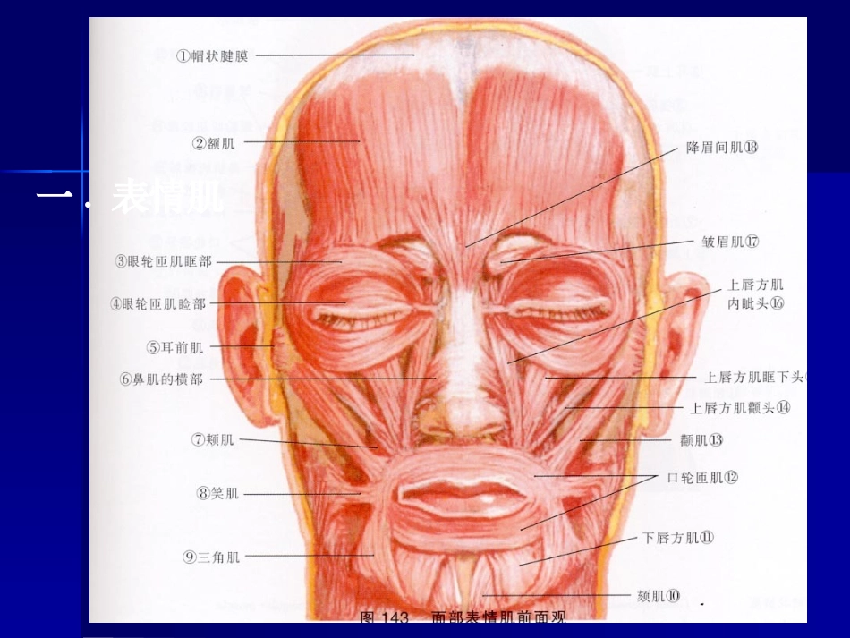 口腔颌面部肌肉解剖结构课件_第1页