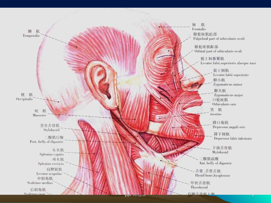 口腔颌面部肌肉解剖结构课件_第2页