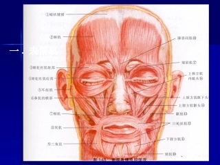 口腔颌面部肌肉解剖结构课件