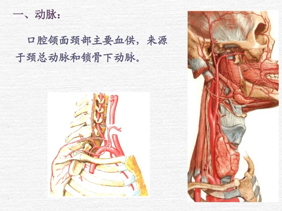 口腔颌面颈有关血管_第2页
