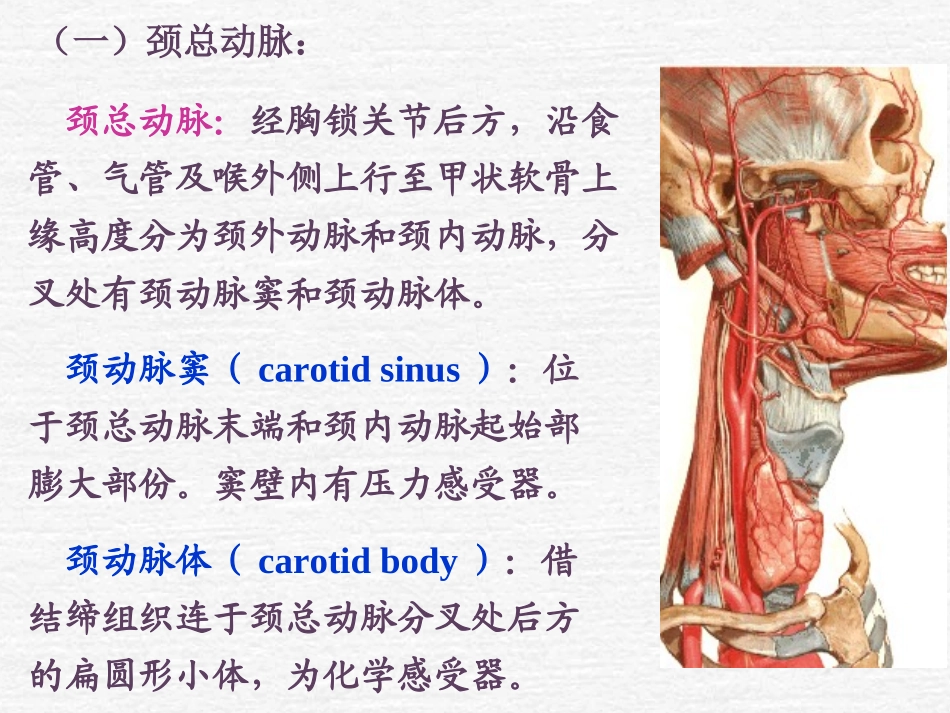 口腔颌面颈有关血管_第3页