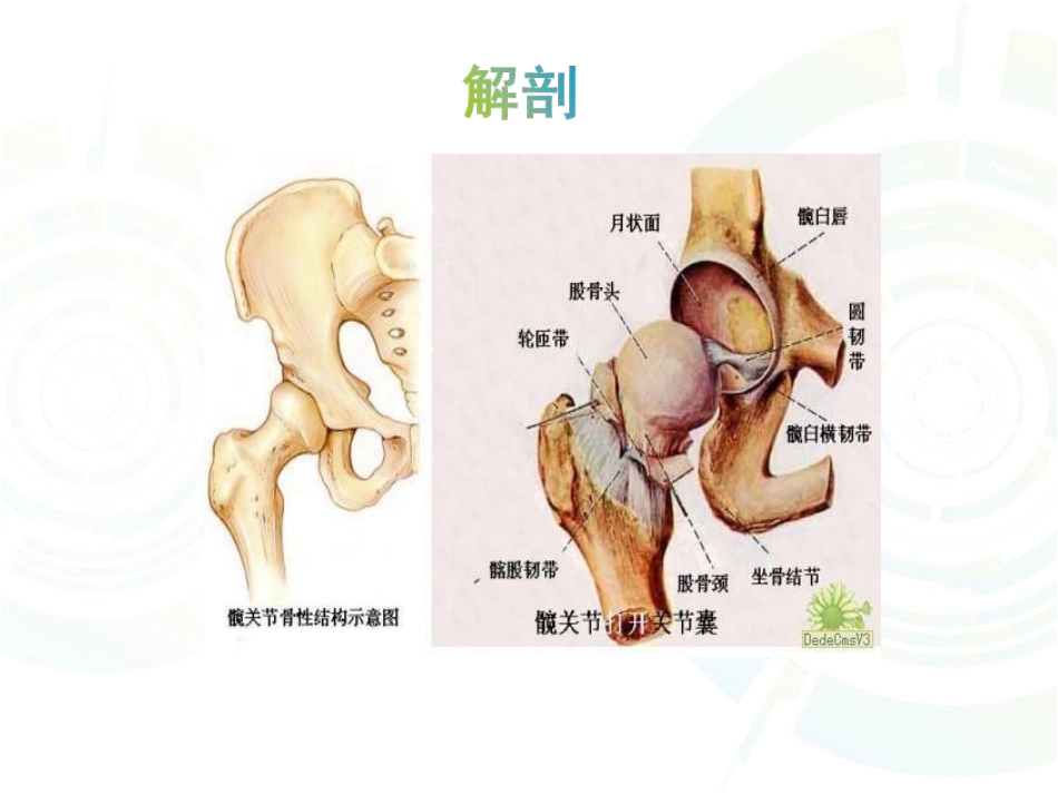髋骨关节炎祖_第3页