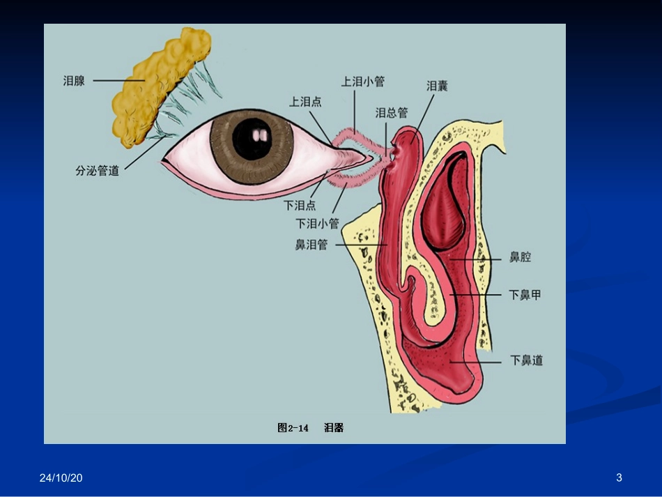 泪器解剖及临床_第3页