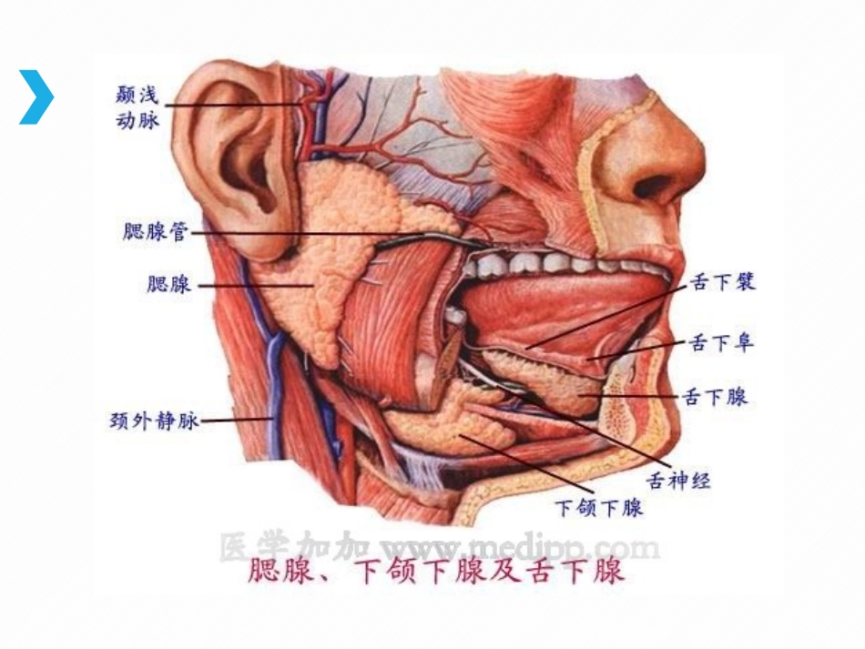 流行性腮腺炎的相关知识_第3页