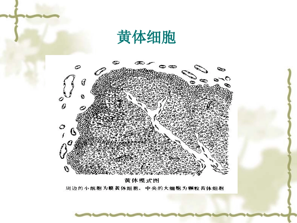 卵巢黄体破裂护理查房课件_第3页