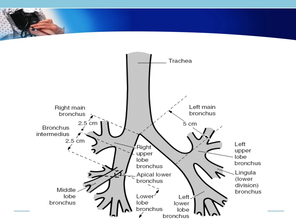 麻醉科肺隔离技术_第3页