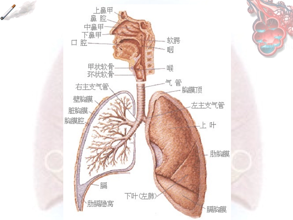 慢性阻塞性肺疾病的护理_第2页