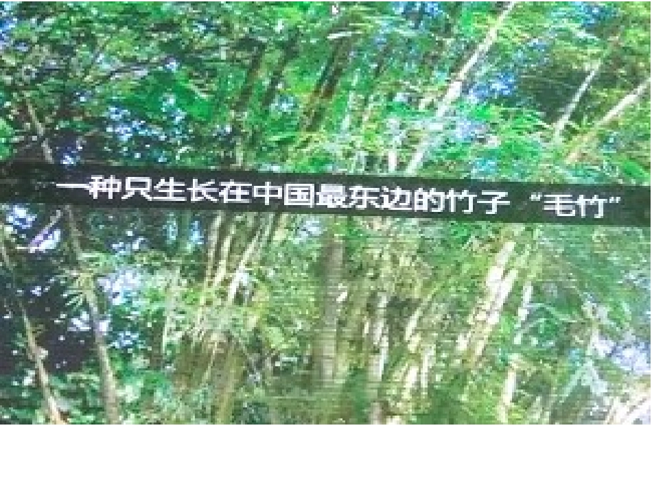 毛竹的魔法生长_第2页