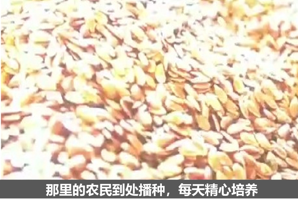 毛竹的魔法生长_第3页