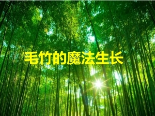 毛竹的魔法生长