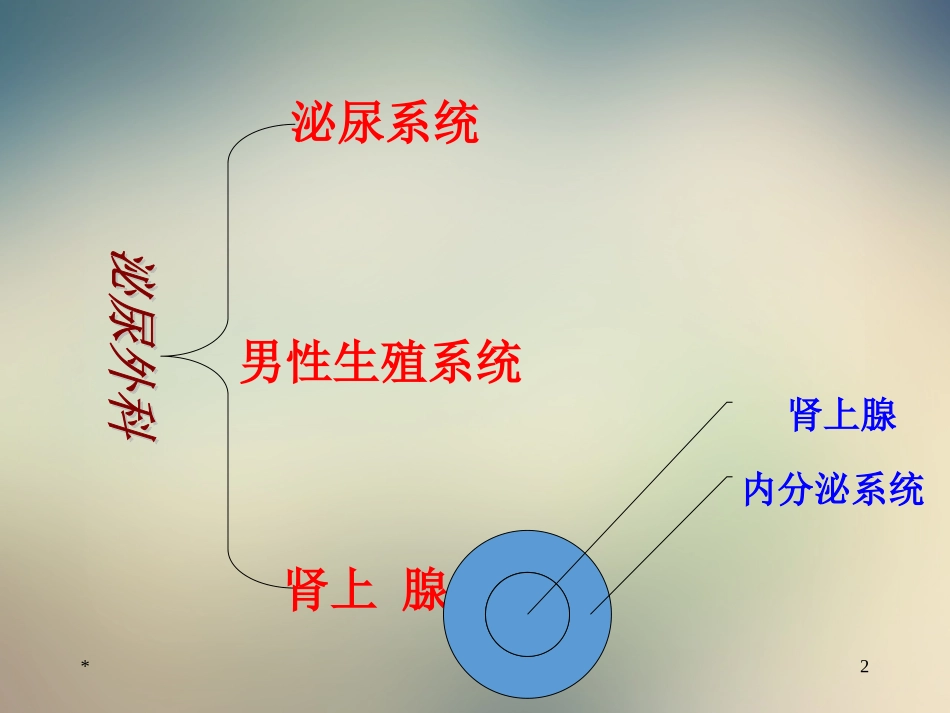 泌尿外科解剖学泌尿系统_第2页