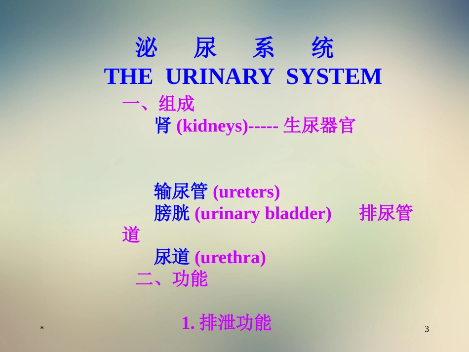 泌尿外科解剖学泌尿系统_第3页