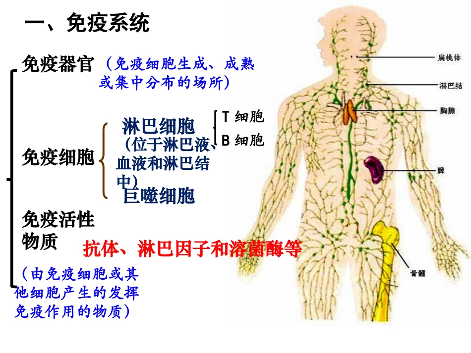 免疫调节复习_第2页