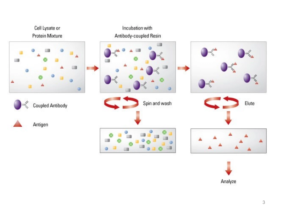 免疫共沉淀CoIP_第3页