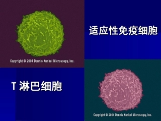 免疫学T淋巴细胞完整