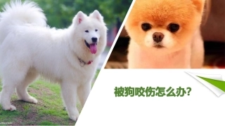 免疫与计划免疫li