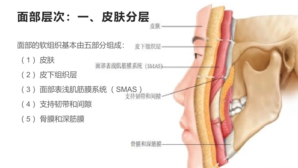 面部表情肌解剖_第2页