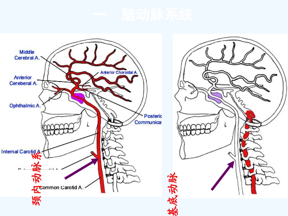 脑血管解剖及DSA阅片解读_第2页